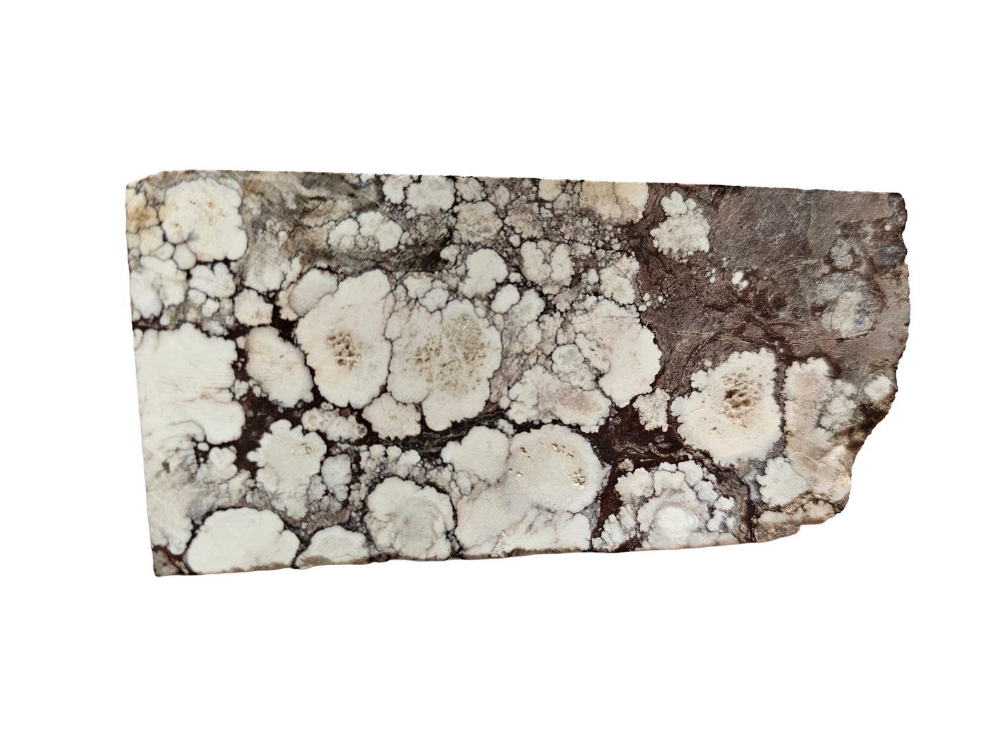 Wild Horse Magnesite Slab
Arizona 91g